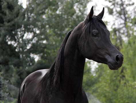 Beautiful<b> Black Colt</b> by Magic Magnifique. . Black arabian horse for sale uk